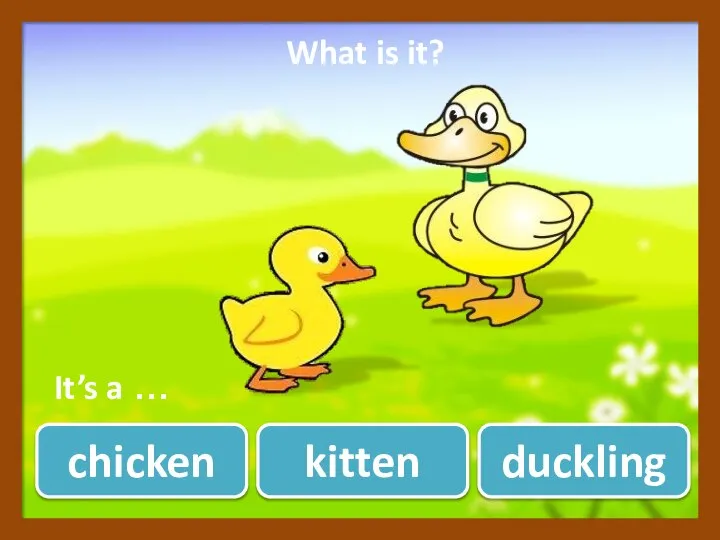 chicken kitten duckling ? What is it? It’s a …