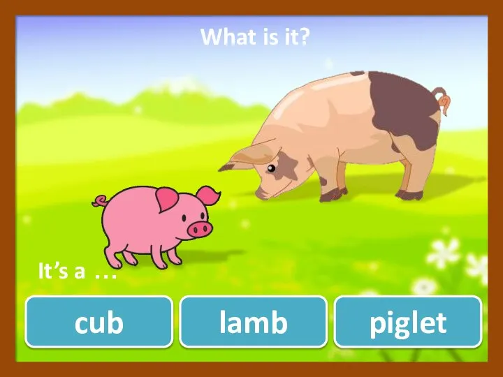 piglet lamb cub What is it? ? It’s a …