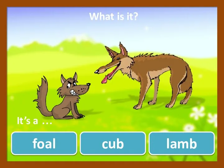 cub lamb foal What is it? ? It’s a …