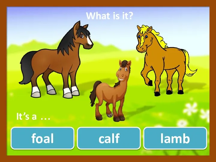 foal lamb calf What is it? ? It’s a …