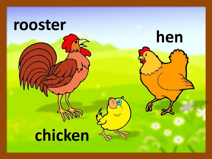 chicken rooster hen