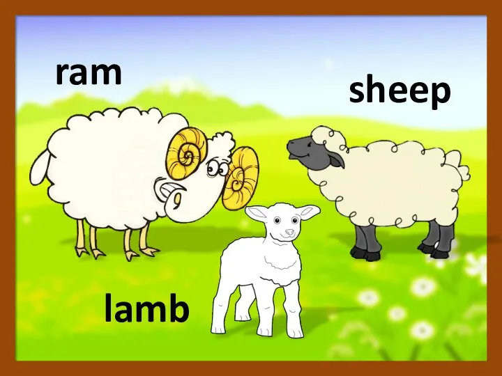 lamb ram sheep