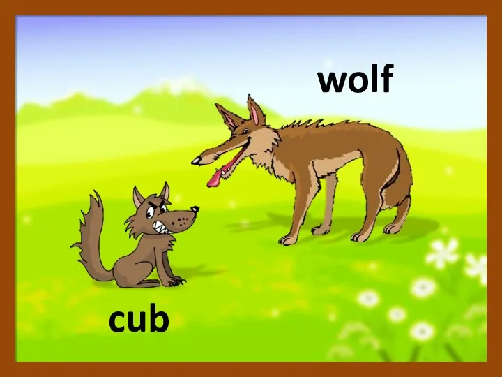 cub wolf
