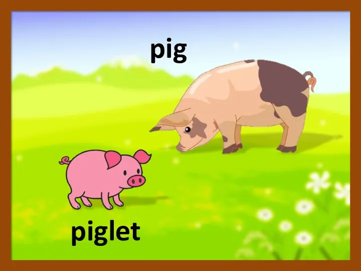 piglet pig