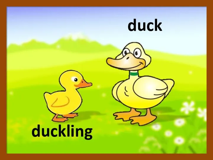 duckling duck