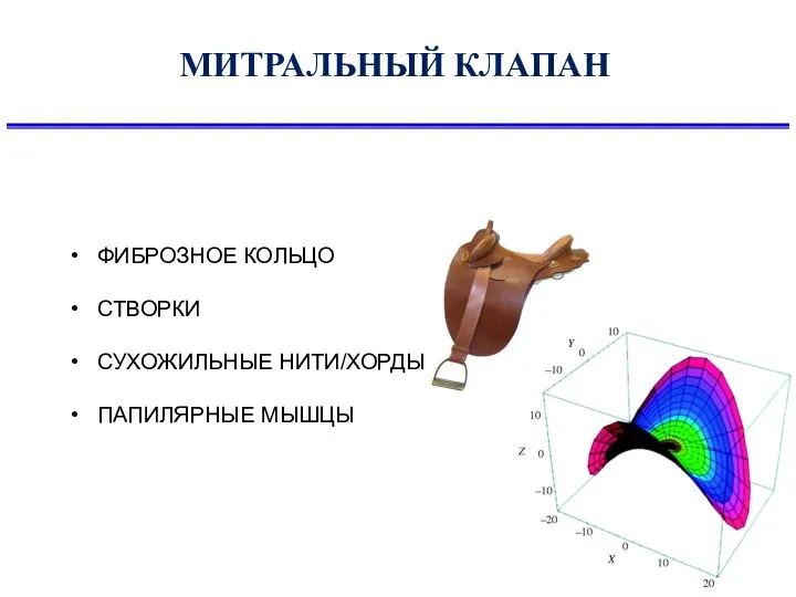 МИТРАЛЬНЫЙ КЛАПАН ФИБРОЗНОЕ КОЛЬЦО СТВОРКИ СУХОЖИЛЬНЫЕ НИТИ/ХОРДЫ ПАПИЛЯРНЫЕ МЫШЦЫ