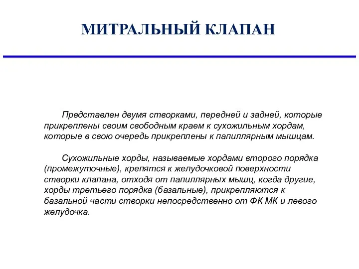 МИТРАЛЬНЫЙ КЛАПАН Представлен двумя створками, передней и задней, которые прикреплены своим свободным