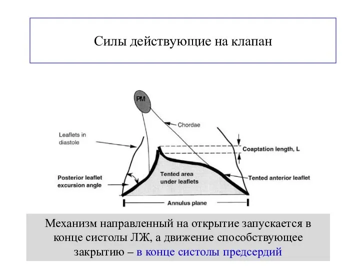 Силы действующие на клапан Механизм направленный на открытие запускается в конце систолы