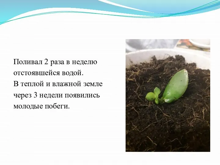 Поливал 2 раза в неделю отстоявшейся водой. В теплой и влажной земле