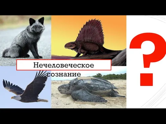 ? Нечеловеческое сознание