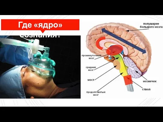 Где «ядро» сознания?