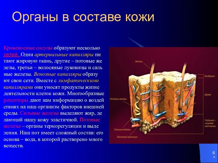 * Органы в составе кожи Кровеносные сосуды образуют несколько сетей. Одни артериальные