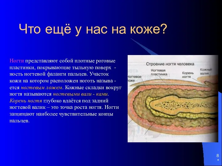 * Что ещё у нас на коже? Ногти представляют собой плотные роговые