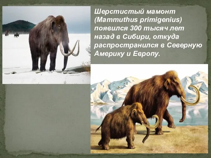 Шерстистый мамонт (Mammuthus primigenius) появился 300 тысяч лет назад в Сибири, откуда