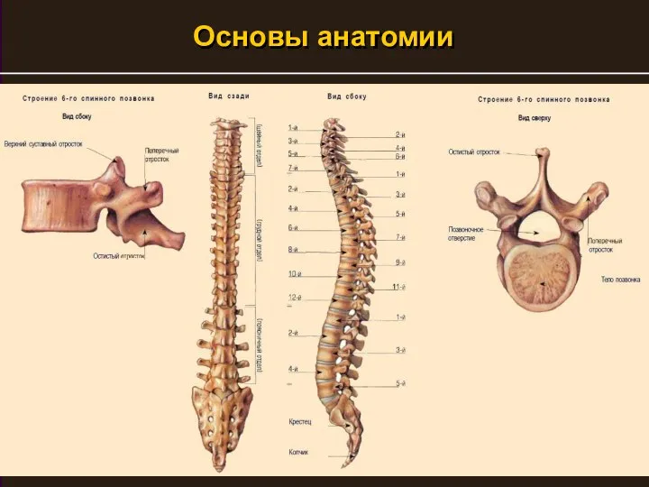 Основы анатомии