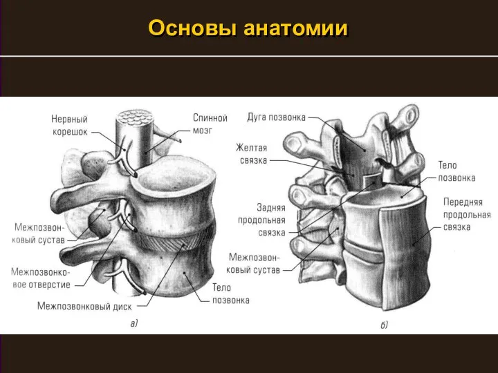 Основы анатомии