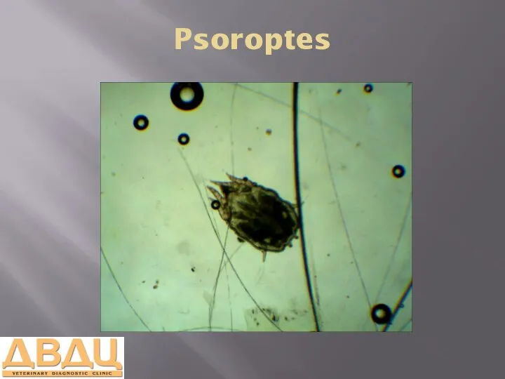 Psoroptes