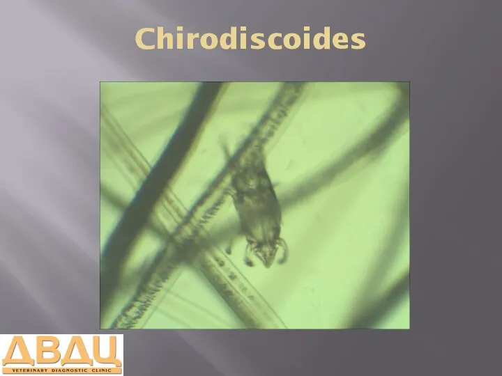 Chirodiscoides