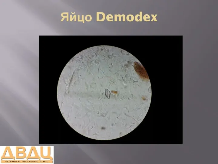 Яйцо Demodex