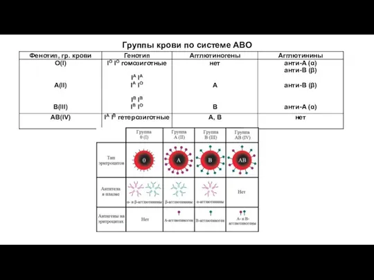 Группы крови по системе АВО