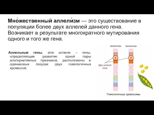 Мно́жественный аллели́зм — это существование в популяции более двух аллелей данного гена.