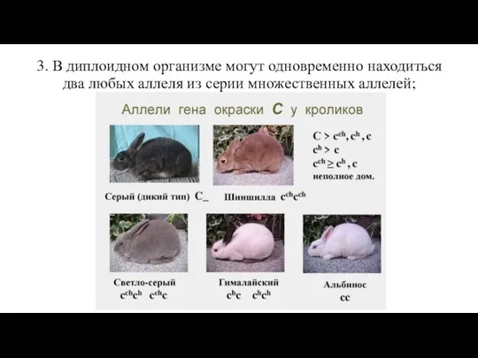 3. В диплоидном организме могут одновременно находиться два любых аллеля из серии множественных аллелей;