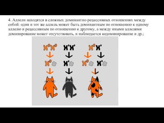 4. Аллели находятся в сложных доминантно-рецессивных отношениях между собой: один и тот