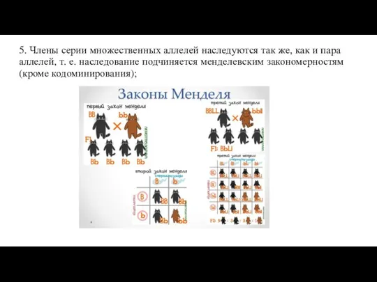 5. Члены серии множественных аллелей наследуются так же, как и пара аллелей,