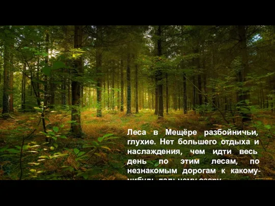 Леса в Мещёре разбойничьи, глухие. Нет большего отдыха и наслаждения, чем идти