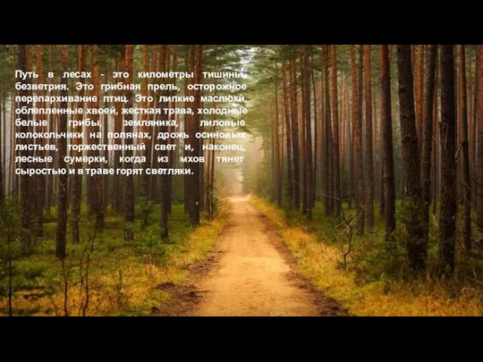 Путь в лесах - это километры тишины, безветрия. Это грибная прель, осторожное