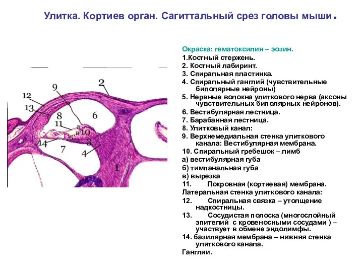 Улитка. Кортиев орган. Сагиттальный срез головы мыши. Окраска: гематоксилин – эозин. 1.Костный