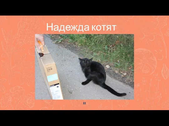 Надежда котят