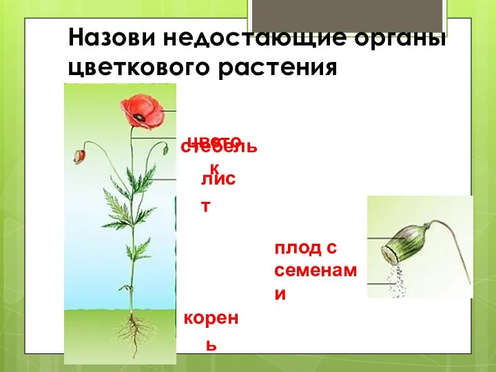 Назови недостающие органы цветкового растения корень плод с семенами цветок стебель лист