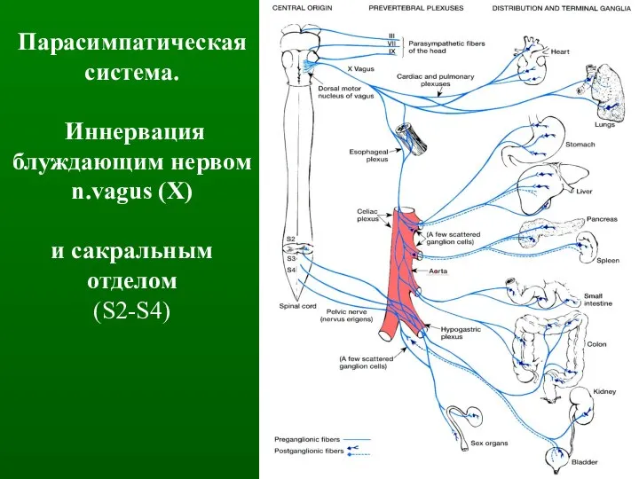 Парасимпатическая система. Иннервация блуждающим нервом n.vagus (Х) и сакральным отделом (S2-S4)