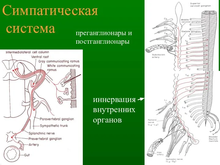 Симпатическая система преганглионары и постганглионары иннервация внутренних органов