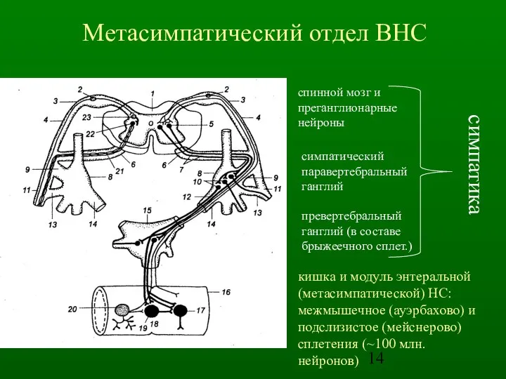 кишка и модуль энтеральной (метасимпатической) НС: межмышечное (ауэрбахово) и подслизистое (мейснерово) сплетения