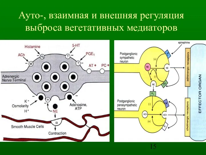 Ауто-, взаимная и внешняя регуляция выброса вегетативных медиаторов