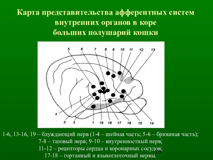 1-6, 13-16, 19 – блуждающий нерв (1-4 – шейная часть; 5-6 –