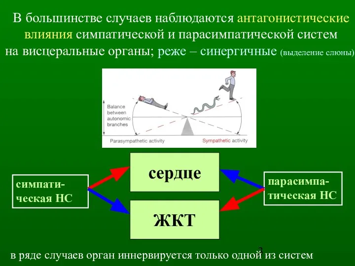 сердце ЖКТ симпати- ческая НС парасимпа- тическая НС В большинстве случаев наблюдаются