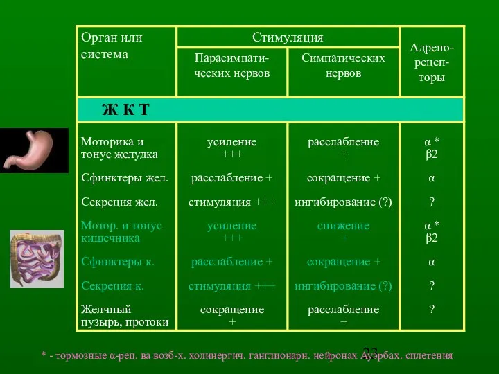 * - тормозные α-рец. ва возб-х. холинергич. ганглионарн. нейронах Ауэрбах. сплетения