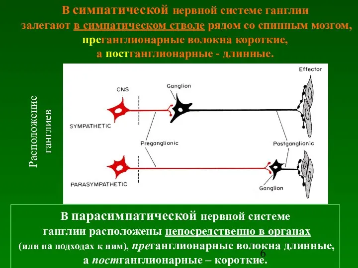 В симпатической нервной системе ганглии залегают в симпатическом стволе рядом со спинным