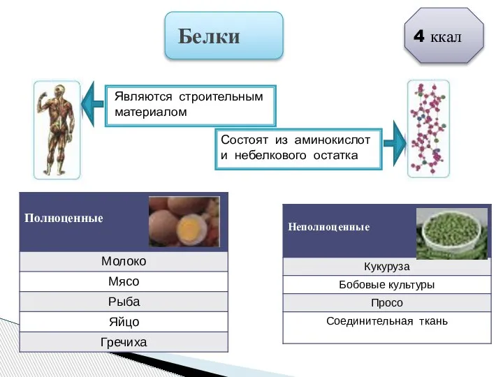 Белки Являются строительным материалом Состоят из аминокислот и небелкового остатка 4 ккал