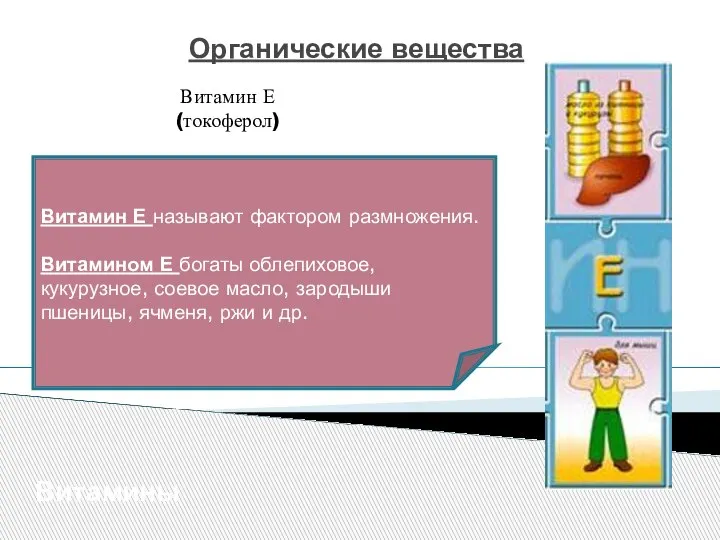 Органические вещества Витамины Витамин Е (токоферол) Витамин Е называют фактором размножения. Витамином