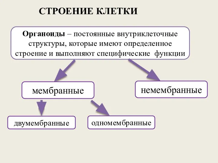 Органоиды – постоянные внутриклеточные структуры, которые имеют определенное строение и выполняют специфические