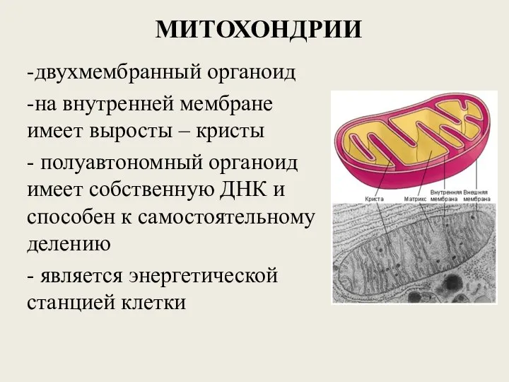 МИТОХОНДРИИ -двухмембранный органоид -на внутренней мембране имеет выросты – кристы - полуавтономный