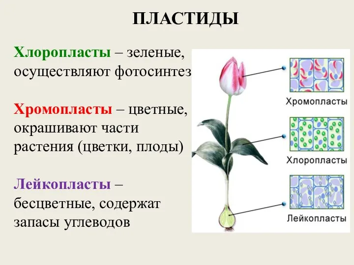 ПЛАСТИДЫ Хлоропласты – зеленые, осуществляют фотосинтез Хромопласты – цветные, окрашивают части растения