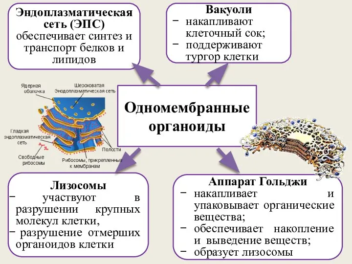 Одномембранные органоиды Эндоплазматическая сеть (ЭПС) обеспечивает синтез и транспорт белков и липидов