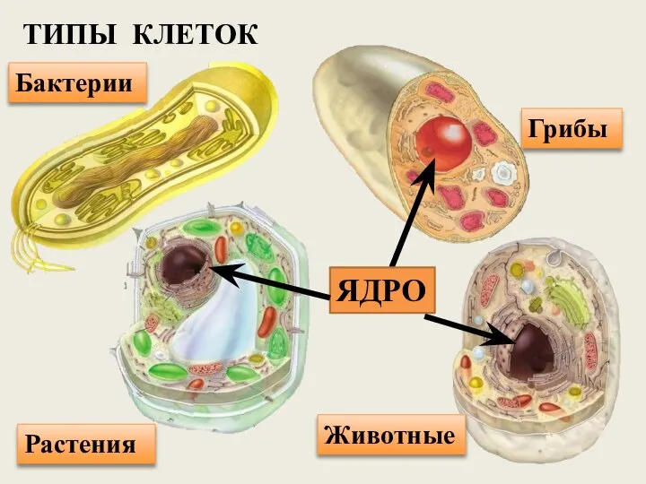 ТИПЫ КЛЕТОК Бактерии Растения Грибы Животные ЯДРО