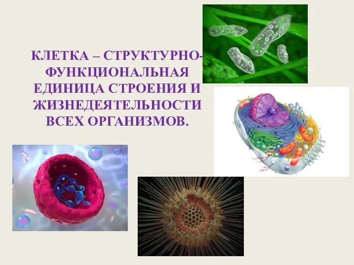 КЛЕТКА – СТРУКТУРНО-ФУНКЦИОНАЛЬНАЯ ЕДИНИЦА СТРОЕНИЯ И ЖИЗНЕДЕЯТЕЛЬНОСТИ ВСЕХ ОРГАНИЗМОВ.