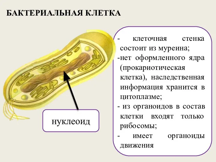 БАКТЕРИАЛЬНАЯ КЛЕТКА клеточная стенка состоит из муреина; нет оформленного ядра (прокариотическая клетка),